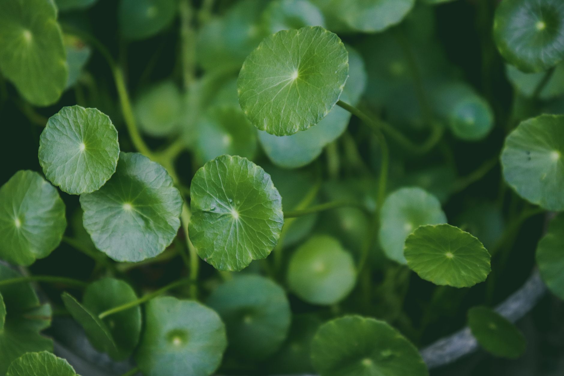 Centella Asiatica for Skin: Healing and Calming Benefits