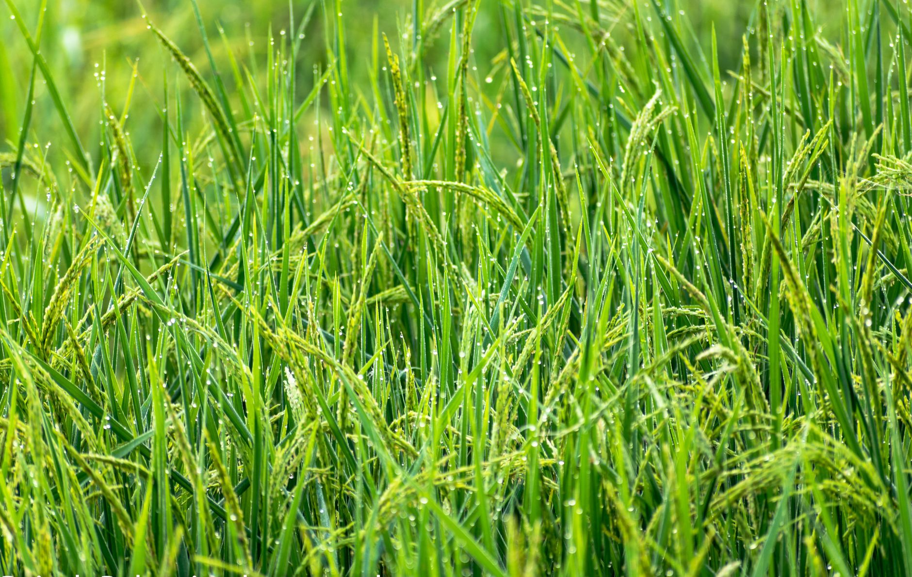 Rice Water for Hair: Benefits and How to Make It