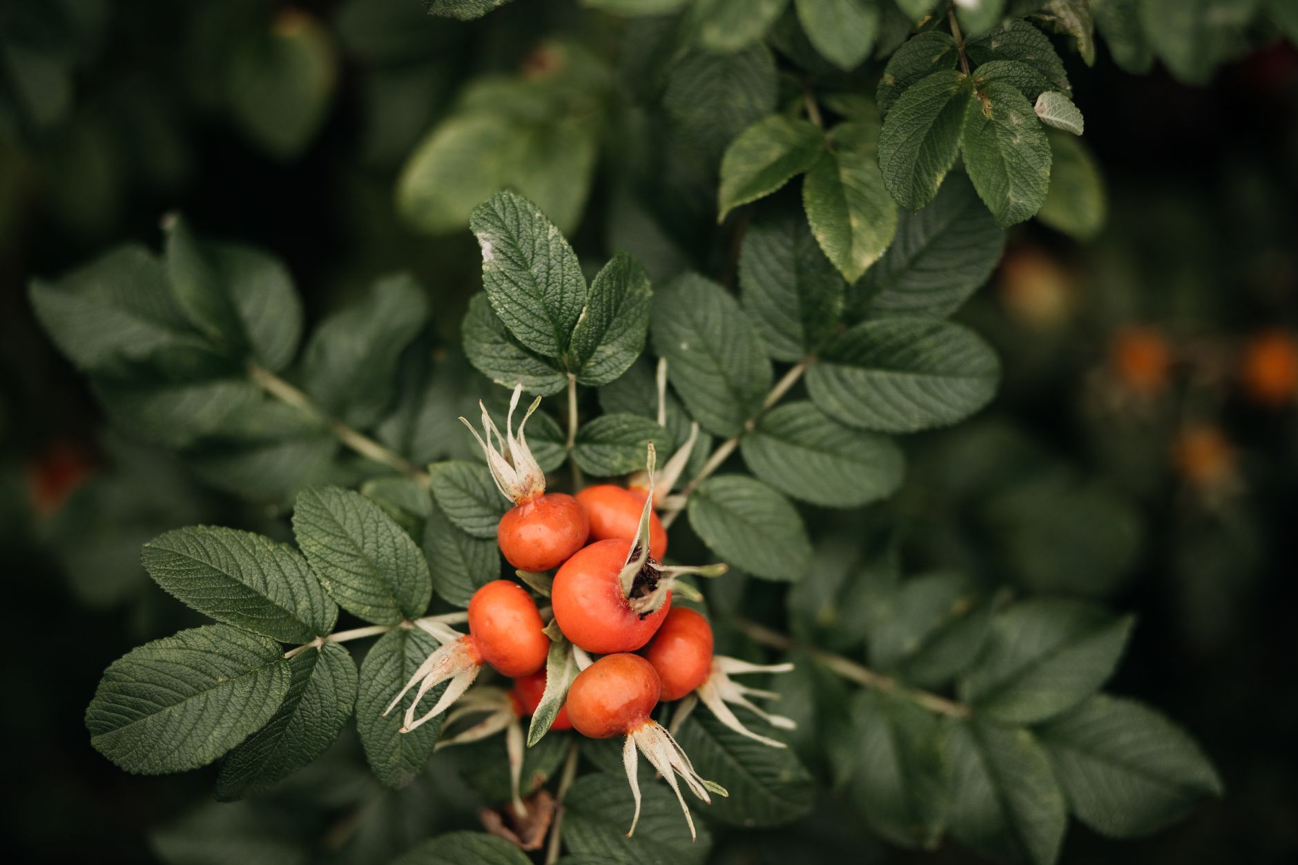 Rosehip Oil Benefits for Face and How to Use It