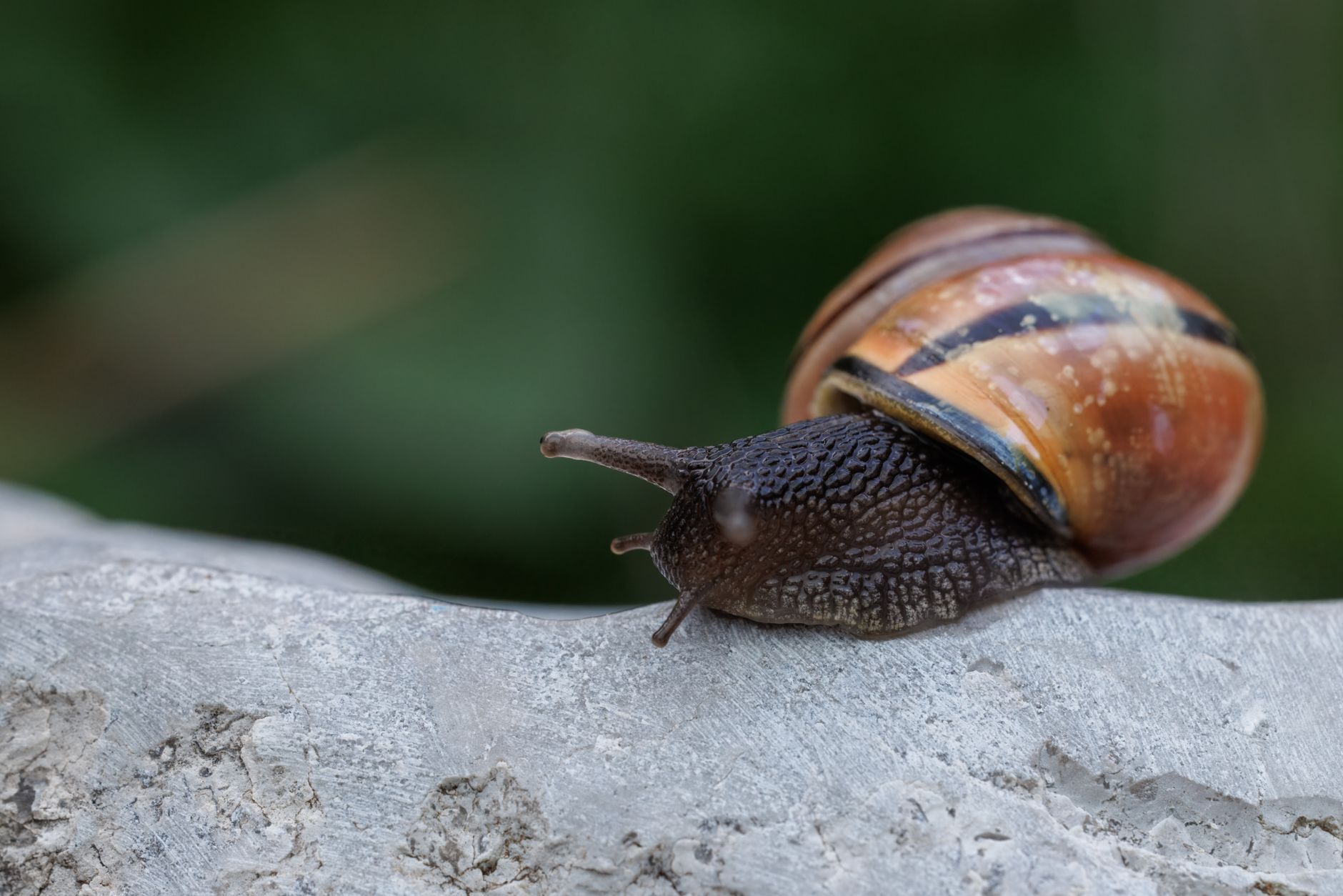Snail Mucin Benefits for Skin: What Science Says