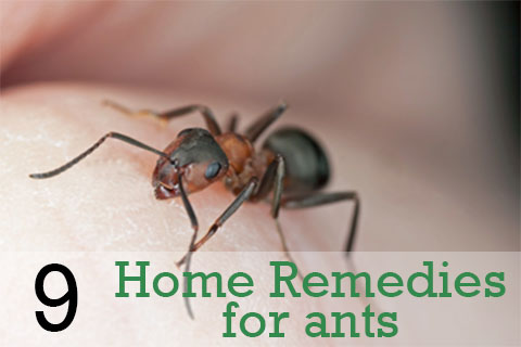Home remedies for ants in kitchen