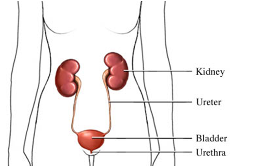 Home remedies for UTI in women