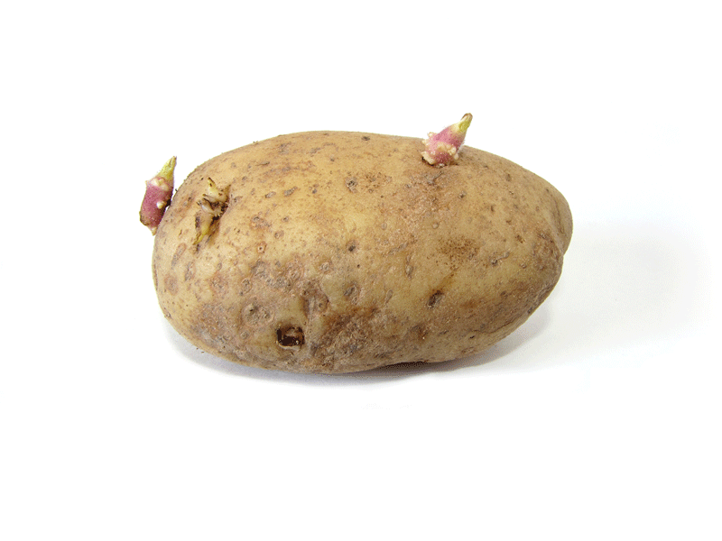 Potato