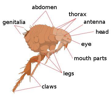 Home remedies for fleas
