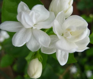 How to Get Rid of Insomnia - Smell Roses