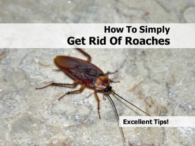 How to get rid of roaches