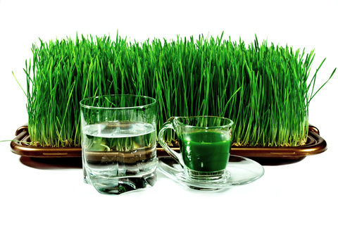 Wheat-Grass-Benefits-Remedies