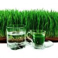 Wheat-Grass-Benefits-Remedies